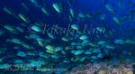 Snapper 21tc Sailfin 7179