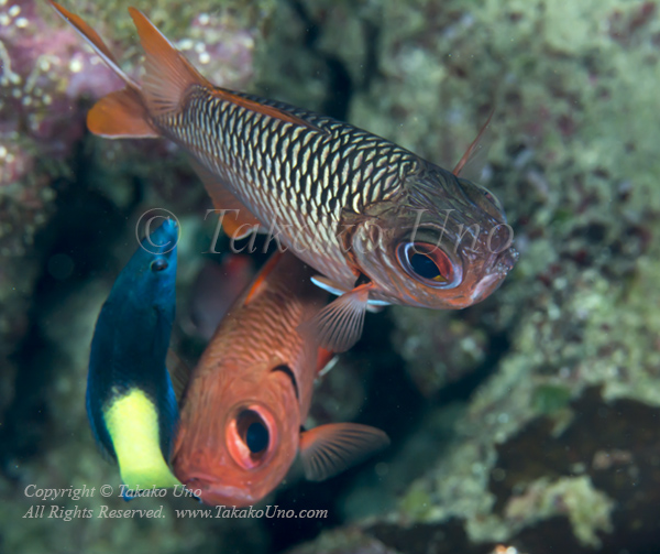 Soldierfish 03tc two species & Wrasse 6114 copy