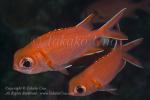 Soldierfish 06t 6268 copy