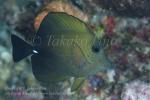 Surgeonfish 01tc 5731 copy