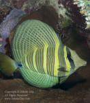 Surgeonfish 03t Sailfin Tang 7379 copy