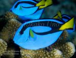 Surgeonfish 04tc Blue Tang 5037 copy