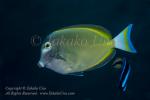 Surgeonfish 10tc & Cleaner Wrasse 6265 copy