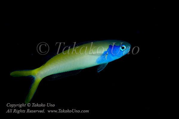 Tilefish 01tc Blue-faced Tilefish 6097 copy