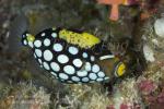 Triggerfish 01tc3 Clown juv 5275