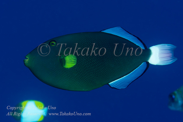 Triggerfish 03tc Pink Tail 6120