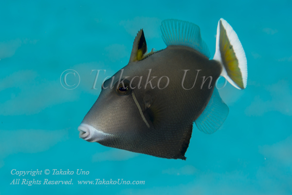 Triggerfish 08tc 6873 copy