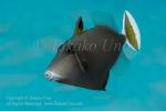 Triggerfish 08tc 6873 copy