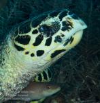 Turtle 04tc Hawksbill & Wrasse 7217