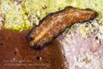 Worm 02tc Flatworm 7073 copy