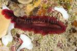 Worm 03tc Flatworm 5274 copy