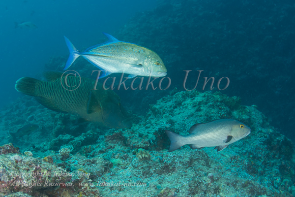 Wrasse 01tc Napolean & friends 3901