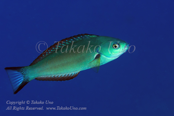 Wrasse 02tc 5744 copy