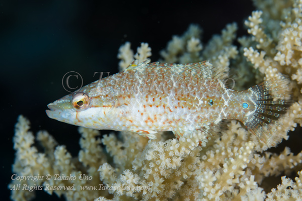 Wrasse 03tc Maori Wrasse 6117 copy