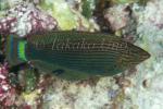 Wrasse 04tc 4632 copy