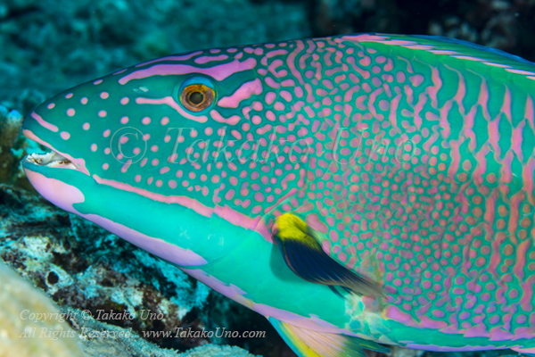 Wrasse 05t Parrotfish 6953 copy