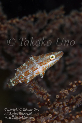 Wrasse 05tc Maori juv 4841 copy