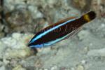 Wrasse 06tc 4662 copy