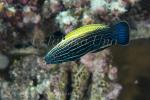 Wrasse 06tc Tulip-mouth Wrasse female 7035