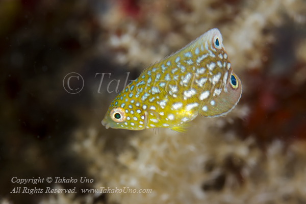 Wrasse 08tc 7172 copy