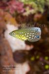 Wrasse 09tc 7176 copy