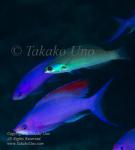 Wrasse 10tc & Anthias 7185 copy