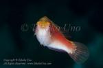 Wrasse 11tc Fairy mof 4999 copy