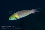 Wrasse 12tc 7271 copy