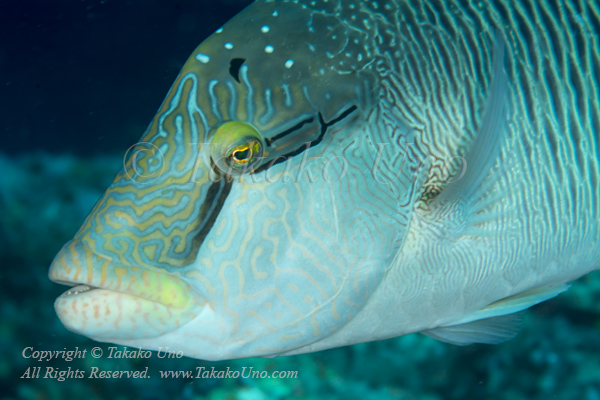 Wrasse 13tc Napolean Wrasse female 7274