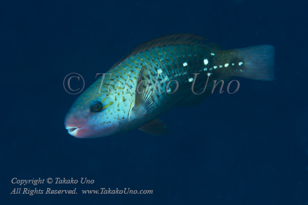 Wrasse 14tc Parrotfish 5152 copy