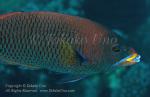 Wrasse 15tc 7421 copy