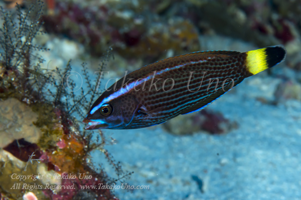 Wrasse 16tc 5306 copy