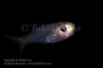 Cardinalfish 01tc 4381