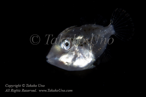 Filefish 01tc juv 4352