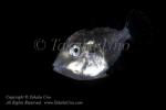 Filefish 01tc juv 4352