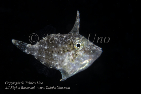 Filefish 02tc2 4905