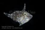 Filefish 02tc2 4905