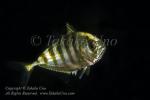 Jack 03tc Golden Trevally 4936