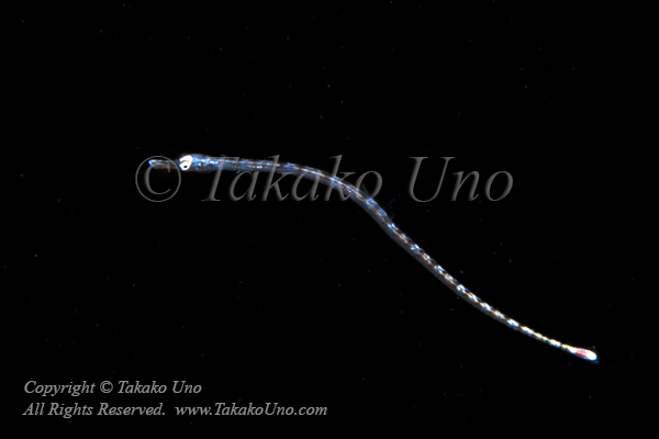 Pipefish 02tc 4419