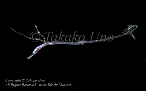 Pipefish 04tc2 Stick 4430