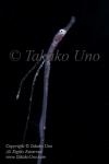 Pipefish 08t Stick 4436