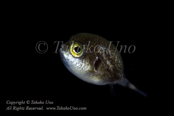 Pufferfish 02tc 4946