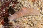 02tc Gymnodoris sp 1527 Komodo2019