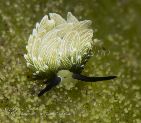 Costasiella usagi 1067 Komodo2019