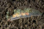 Notobryon sp 1269 Komodo2019