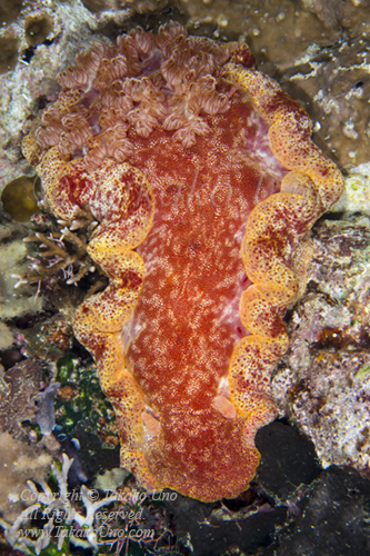 Hexabranchus sanguineus, Spanish Dancer 3029 Komodo2019