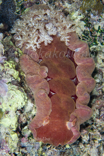 Hexabranchus sanguineus, Spanish Dancer 3035 Komodo2019