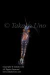 Shrimp 01tc2 4889