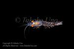 Shrimp 02tc2 4292