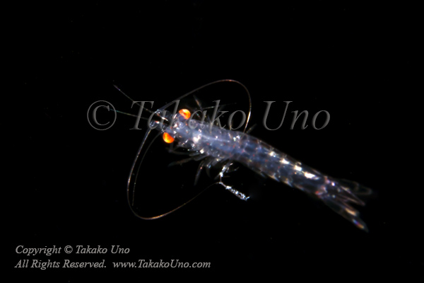 Shrimp 05tc2 5352